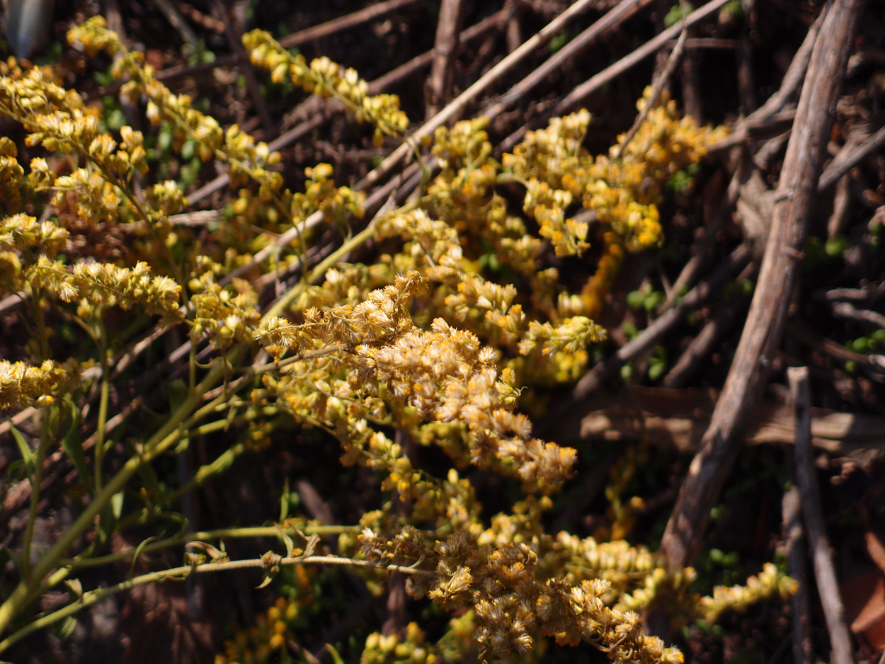 2019-10-14 Spatzen am Heckmannufer (Fieldrecording Video)